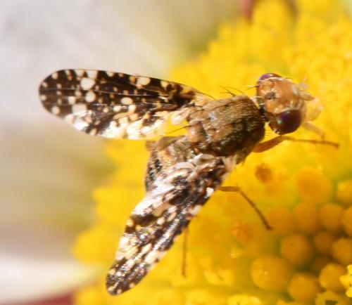 Réf. 345 947 : Oxyna parietina